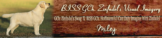 Zinfndel's Visual IMAGERY 