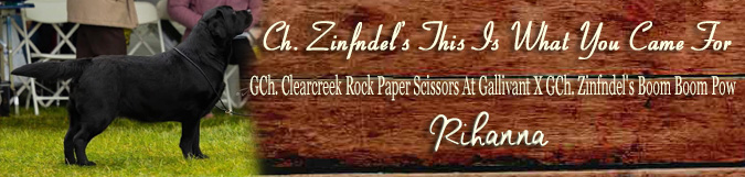 Zinfndel's This Is What You Came For 